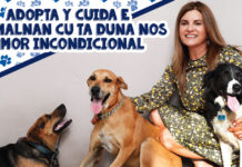 NIFICACION DI MASCOTA