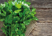 TE DI PARSLEY PA BAHA 5 KILO DEN 3 DIA