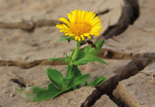 E IMPACTO DI TRAUMA: DI VICTIMA PA SOBREVIVIENTE