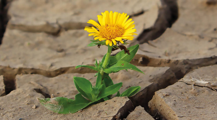 E IMPACTO DI TRAUMA: DI VICTIMA PA SOBREVIVIENTE