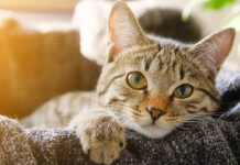 ALGUN SEÑAL CU BO PUSHI STIMA BO